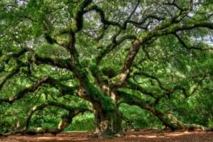 photo of a massive Southern live oak tree
