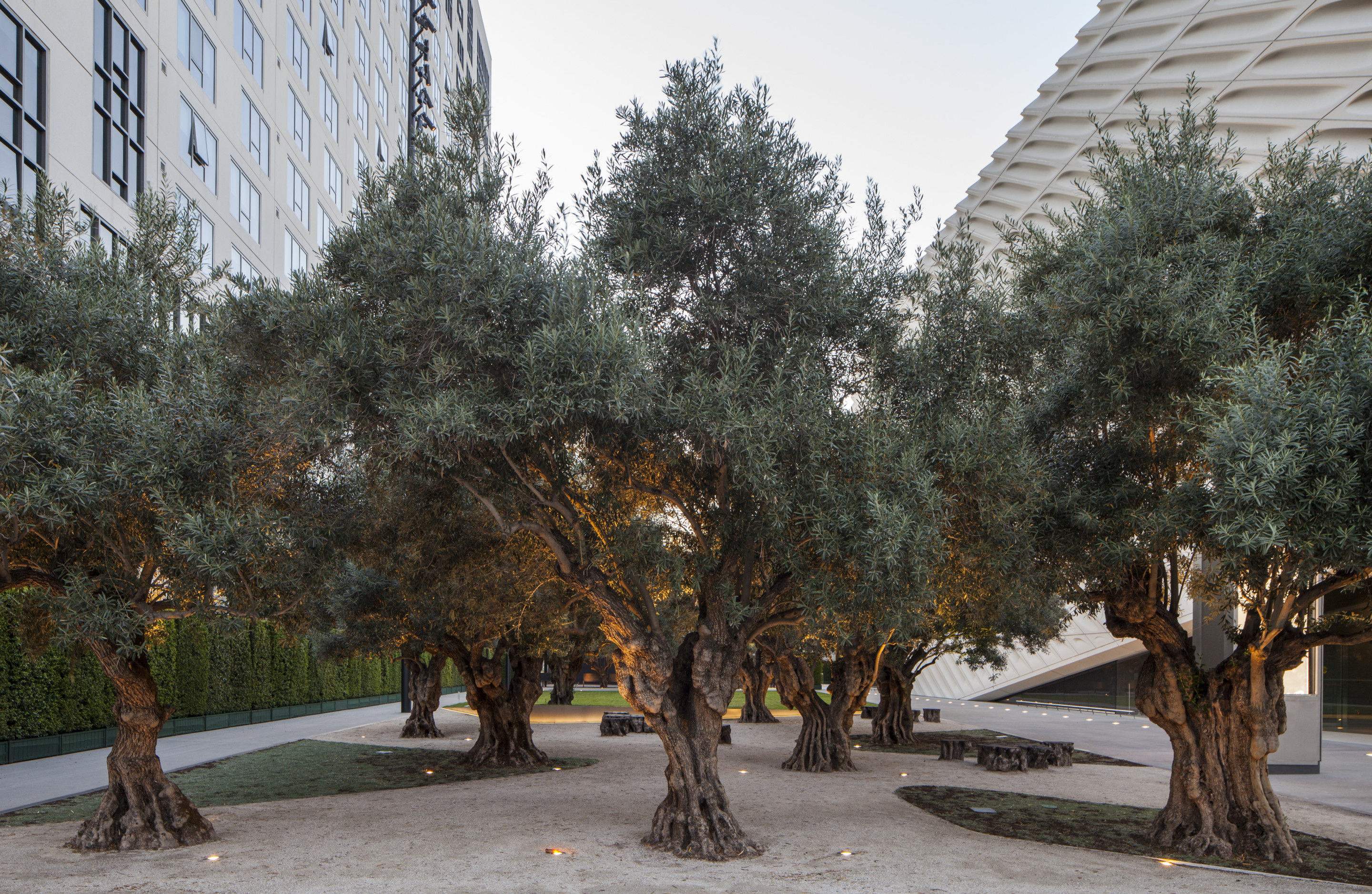 a grove of olive trees planted at a plaza in downtown l.a.