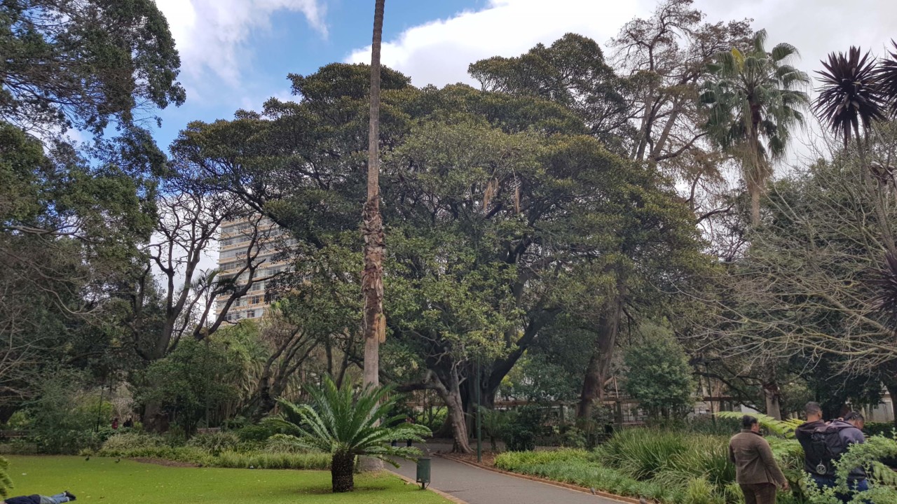 trees at park in south africa