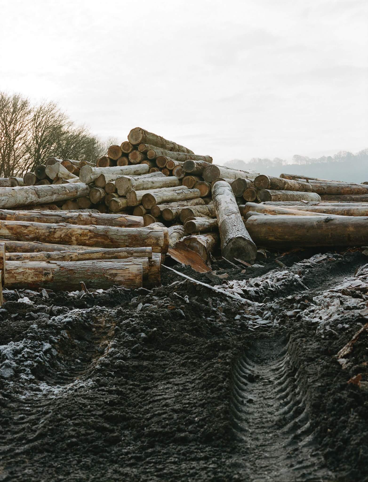pile of logs on dirt