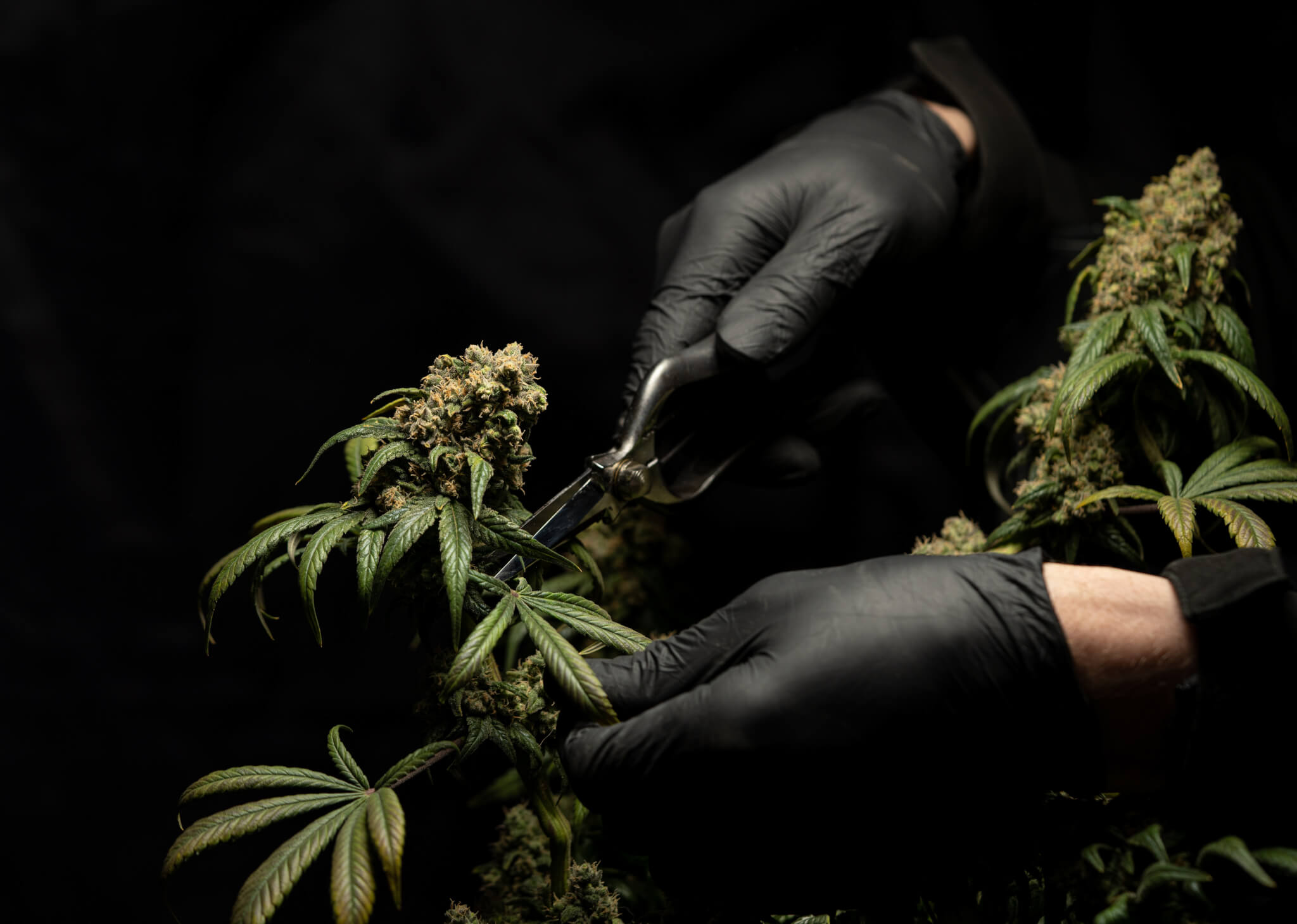 black gloves cutting marijuana plant