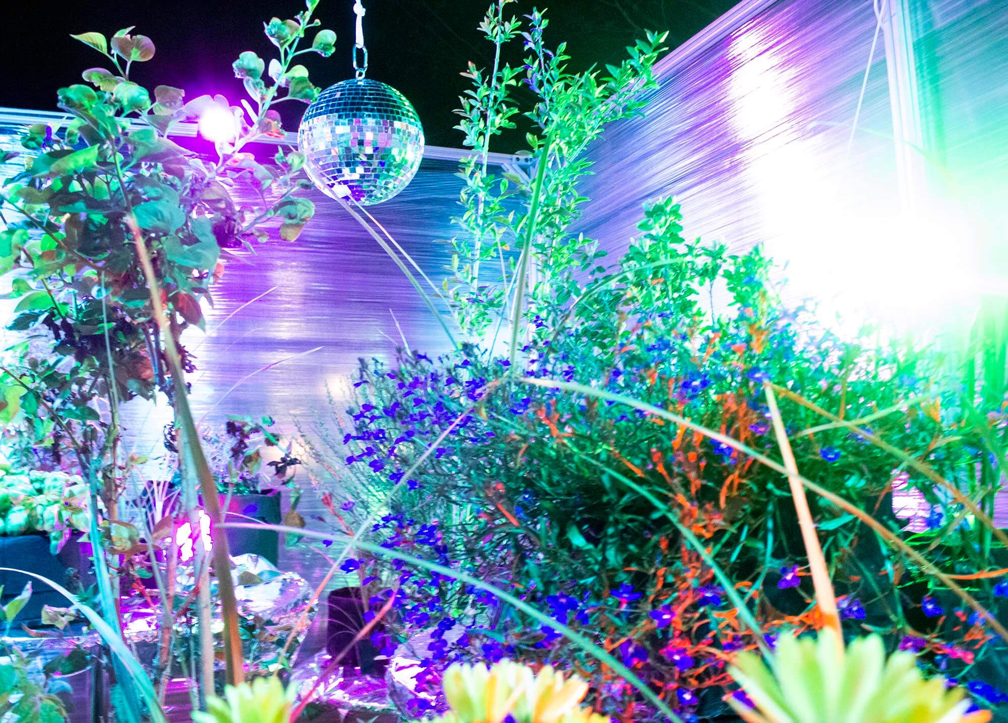 plants under a disco
